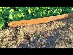 1SGS 000mm * 1.6mm * 100mm المجلفن كورتين الصلب الحدود متفوقا كورتن في الحديقة